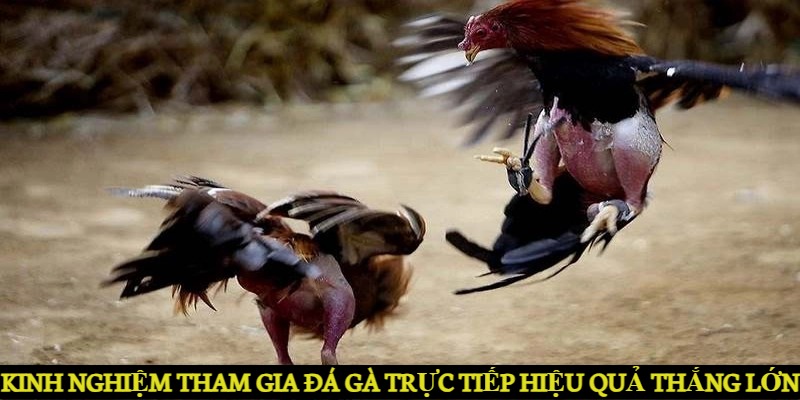 Kinh nghiệm tham gia đá gà trực tiếp hiệu quả và thắng lớn 